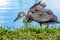 Great Blue Heron at Venice Rookery Florida