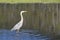 Great Blue Heron wades a pond in Yellowstone.