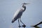 Great Blue Heron wading