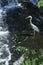 Great blue heron wading in Broad Brook, Connecticut