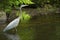 Great blue heron wading in Eightmile River, Oxford, Connecticut.