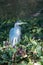 Great Blue heron wading and fishing on lake shoreline