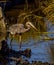 Great Blue Heron wading in marsh and on the hunt