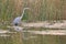 Great Blue Heron Wading In Pond Sees A Fish