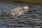 Great Blue Heron wading in a shallow Florida pond