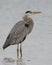 Great Blue Heron wading in a shallow lagoon - Pinellas County, F