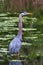 Great blue heron wading in the water near shore of a small pond.