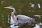 Great blue heron wading in the water near shore of a small pond.