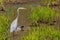 Great Blue Heron Wading in a Wetland