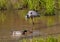 Great Blue Heron Wading in a Wetland