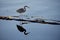 Great blue heron waits patiently while standing on driftwood and kelp in calm summer evening