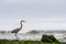 Great blue heron walking along the shore. Arroyo Burro Beach, California.