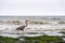 Great blue heron walking along the shore. Arroyo Burro Beach, California.