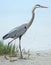 Great blue heron walking on the beach.