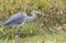 Great Blue Heron Walking With Captured Rodent