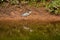 Great Blue Heron Walking at Edge of Creek