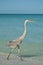 Great Blue Heron Walking on a Gulf Coast Beach