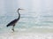 Great Blue Heron walking in shallow surf hunting.