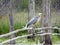 Great Blue Heron walks on swamp limbs