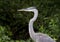 Great Blue Heron, Walton County, Georgia USA