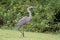 Great Blue Heron, Walton County, Georgia USA
