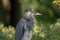 Great  blue heron is watching from a perch at sunset