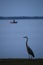 Great Blue Heron on Water\'s Edge with Fishing Boat