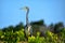 Great Blue Heron in the wetlands