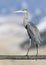 Great blue heron on wooden rail of fence