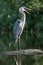 Great Blue Heron yawning - Ontario, Canada