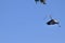 Great blue herons Ardea herodias in flight, 65.