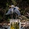 Great blue herons (Ardea herodias) standing on a mossy tree log