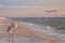 Great Blue Herons on the Beach at Sunrise