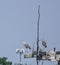 Great Blue Herons on the Rookery