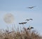 Great Blue Herons with Super moon rising