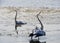 Great Blue Herons are territorial in feeding grounds