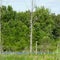 Great Blue Herons on tree nests in rookery