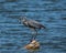 Great Blue Herron holds on as minnow tries to get loose