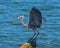 Great Blue Herron and its first catch
