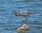 Great Blue Herron repositions minnow to swallow
