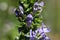 Great Blue Lobelia (Lobelia siphilitica)