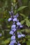 Great Blue Lobelia siphilitica Wildflower