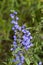 Great Blue Lobelia siphilitica Wildflower
