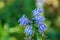 Great Blue Lobelia â€“ Lobelia siphilitica