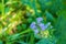 Great Blue Lobelia â€“ Lobelia siphilitica - 2