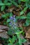 Great Blue Lobelia â€“ Lobelia siphilitica