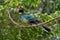 Great Blue Turaco - Corythaeola cristata