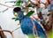 Great Blue Turaco (Corythaeola cristata) Outdoors