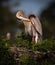 Great blur Heron preens under wing in Venice Rookery