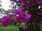 Great bougainvillea